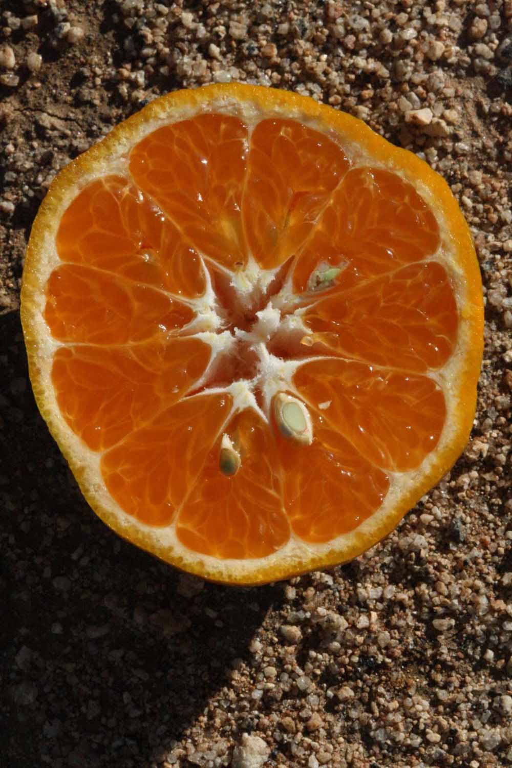            Fruit cross-section (Riverside, CA)   